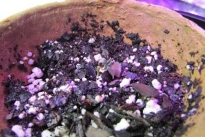 The little seedling died