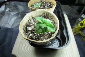 The elder plant