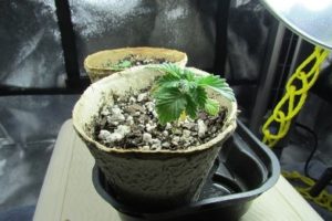 The elder plant