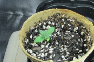 set of leaves