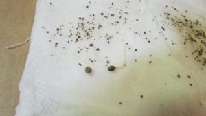 inch roots