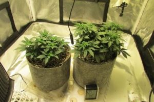 the larger plant
