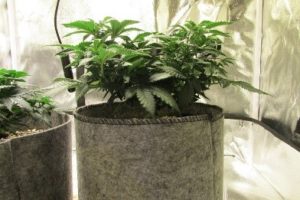the larger plant