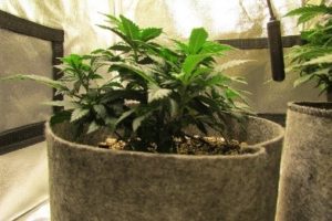 the larger plant
