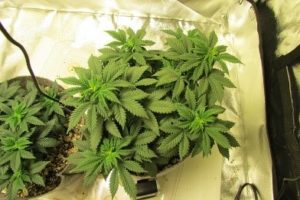 the larger plant