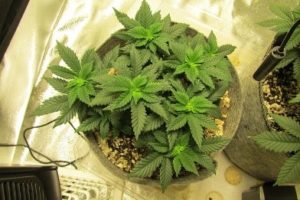 the larger plant