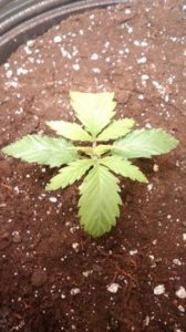 13-day old seedling