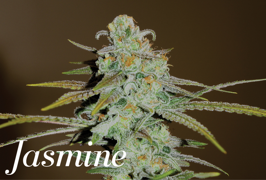 Jasmine Strain Review I Love Growing Marijuana