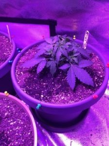 some LST