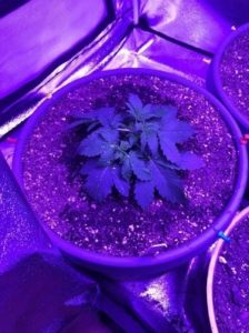 some LST