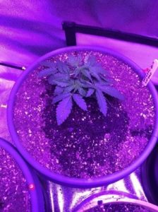 some LST