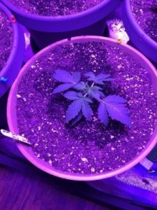 some LST