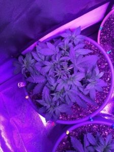 LST-ed