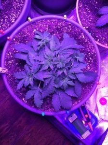 LST-ed