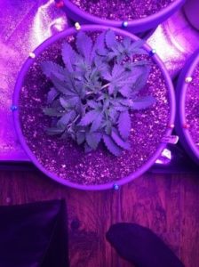 LST-ed
