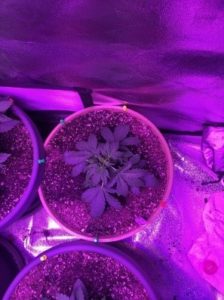LST-ed