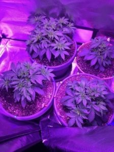 pH-ed nutes