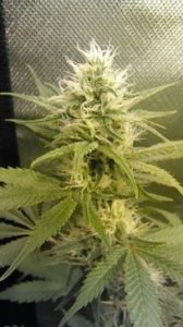 15h day of flowering