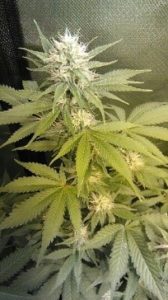 15h day of flowering