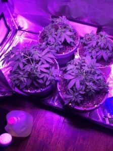 These White Widow