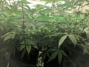 One week later