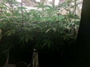 One week later