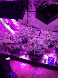 Girls are growing