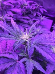 Girls are growing