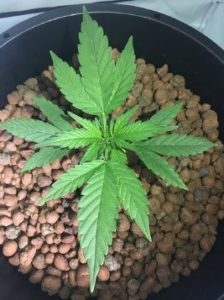 more leaves