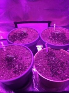 600W LED light