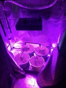 600W LED light