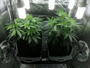 Day 51 from sprout