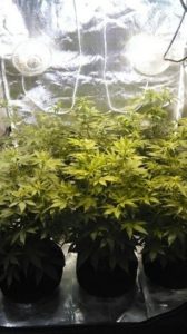 Started flowering