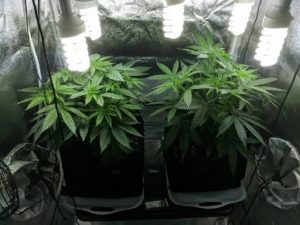 Day 51 from sprout