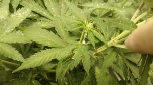 Started flowering