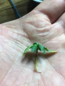 bringing a seedling back to life
