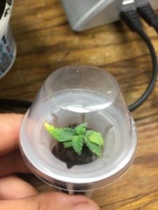bringing a seedling back to life