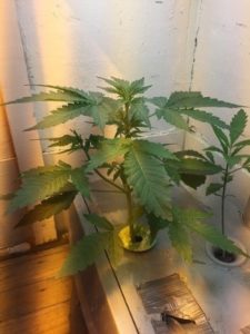bringing a seedling back to life