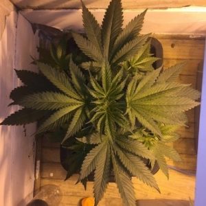 Lemon Haze