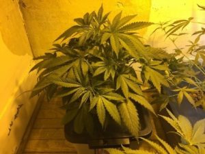 Lemon Haze