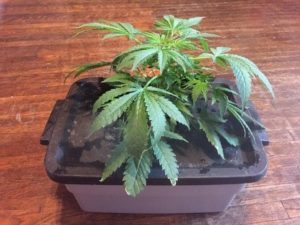 Cookie is thriving