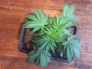 Cookie is thriving