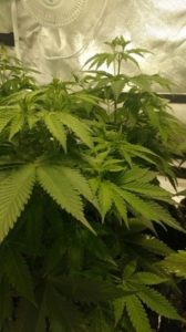 the Amnesia Haze plants