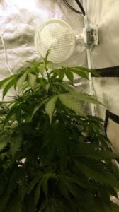 the Amnesia Haze plants
