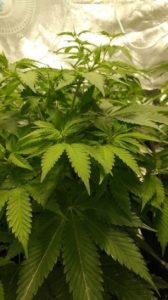 the Amnesia Haze plants