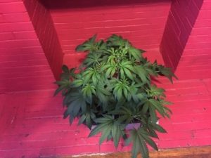 star of the grow