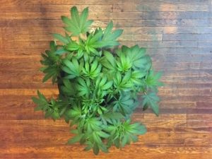 star of the grow