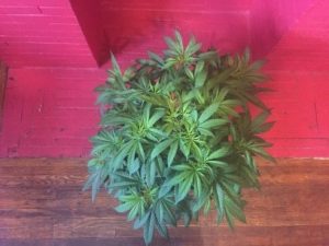 some updated photos
