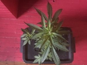 some updated photos
