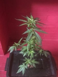 some updated photos